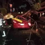 Trágico suceso en Narvarte Poniente: Muere mujer atrapada bajo un árbol caído durante tormenta en la CDMX