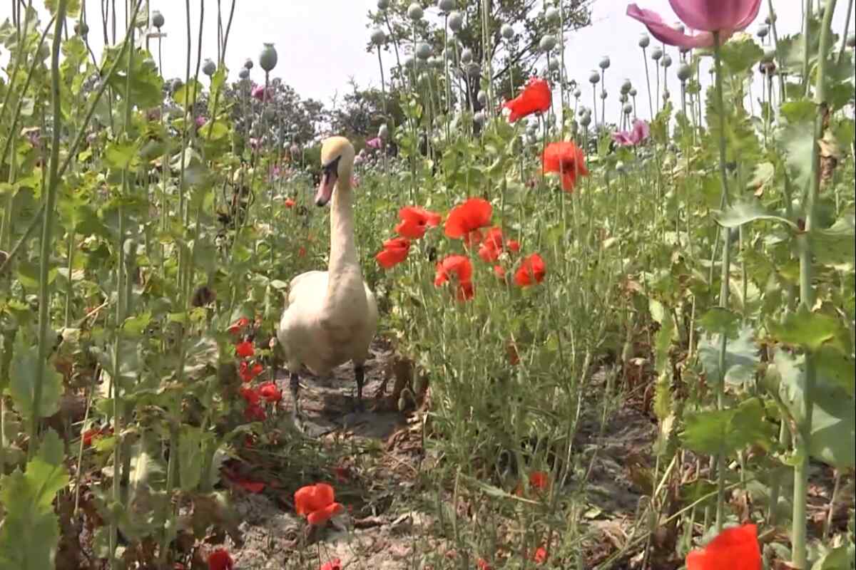 Cisnes en Eslovaquia se vuelven adictos a las amapolas y causan daños devastadores