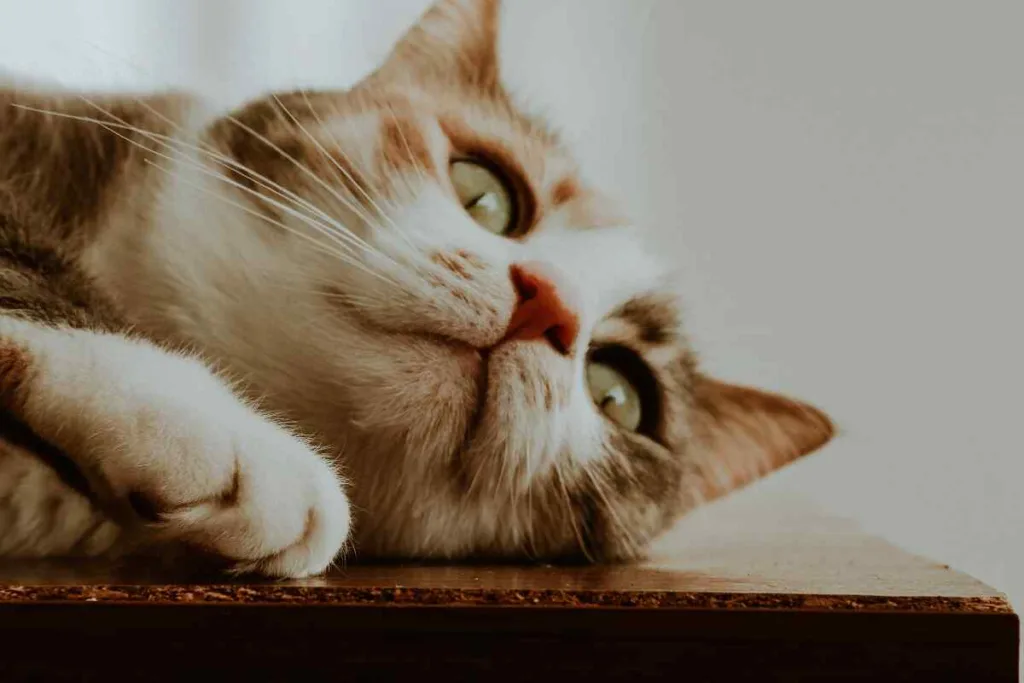 ¿Por qué los gatos amasan? Descubriendo el significado detrás de este curioso comportamiento