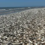 Miles de peces mueren por falta de oxígeno en una playa de Texas
