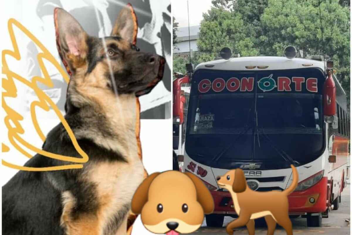 Perro muere en un bus de Coonorte tras viajar 4 horas en una caja en la bodega