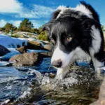 Razones por las que los perros comen piedras y cómo prevenirlo