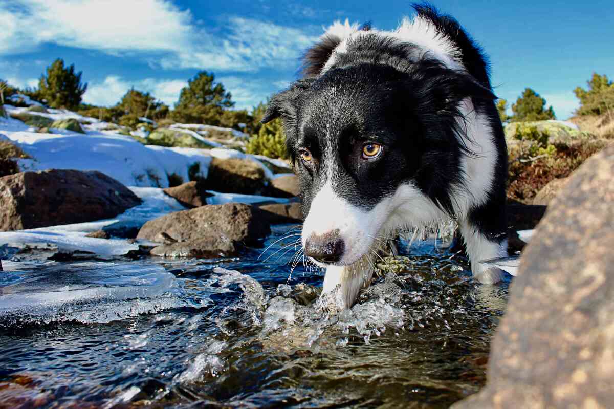 Razones por las que los perros comen piedras y cómo prevenirlo