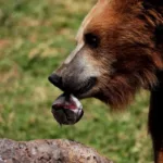 Detectan cambios hormonales en osos pardos provocados por la contaminación ambiental