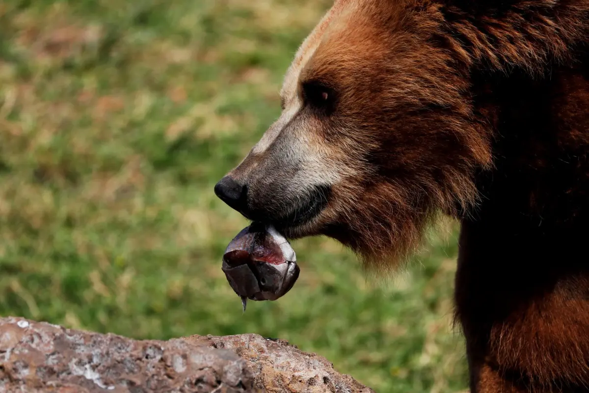 Detectan cambios hormonales en osos pardos provocados por la contaminación ambiental