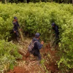 EEUU dice que la suspensión del monitoreo de cultivos de coca en Colombia es temporal--petro coca Colombia