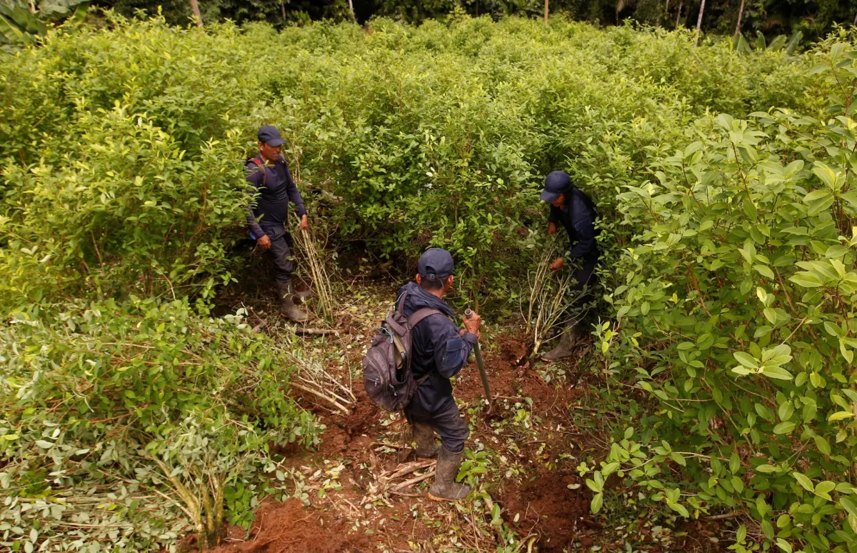 EEUU dice que la suspensión del monitoreo de cultivos de coca en Colombia es temporal--petro coca Colombia