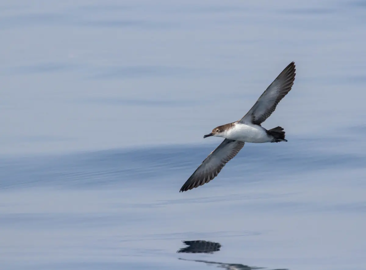 El Mediterráneo, entre las zonas de más riesgo por plásticos para las aves marinas amenazadas
