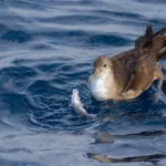 El Mediterráneo, entre las zonas de más riesgo por plásticos para las aves marinas amenazadas