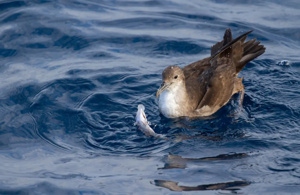 El Mediterráneo, entre las zonas de más riesgo por plásticos para las aves marinas amenazadas