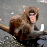El comportamiento homosexual está muy extendido y es hereditario en los macacos