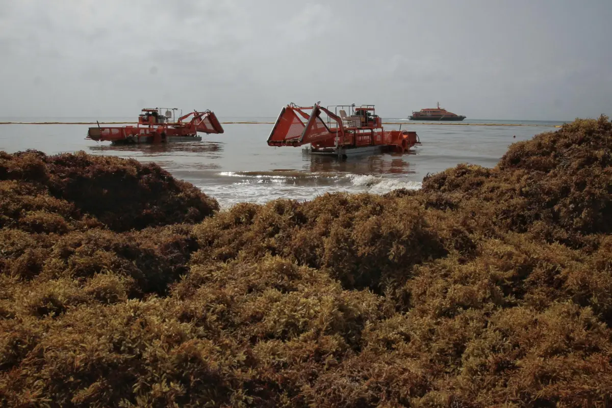 El sargazo disminuye en el Golfo de México y el Caribe y se va a mantener así