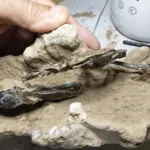 Hallado en Argentina el fósil de un pájaro carpintero de hace 200.000 años