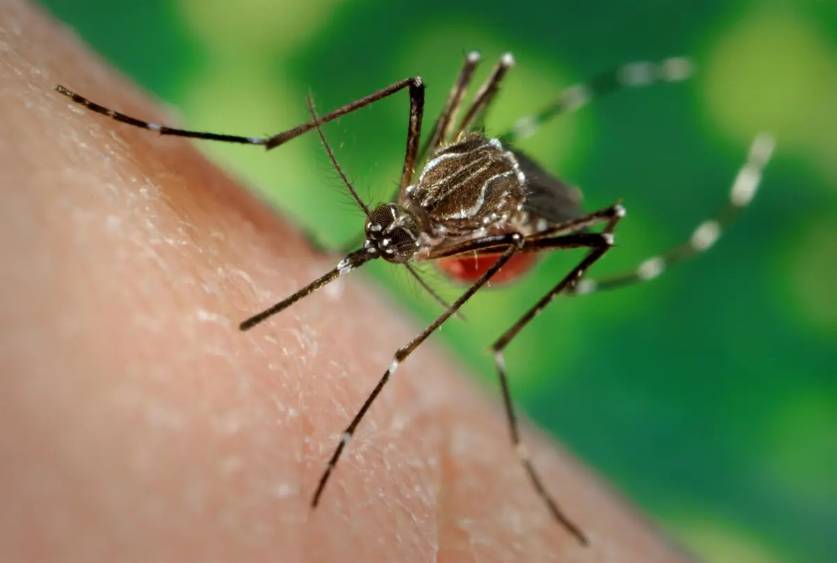 Idean un “mapamundi” interactivo de los mosquitos para ayudar a combatir la malaria