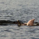 Investigadores logran escuchar a los delfines de río en peligro de extinción en Amazonas