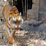 La población de tigres aumenta en la India, donde supera los 3.600 ejemplares