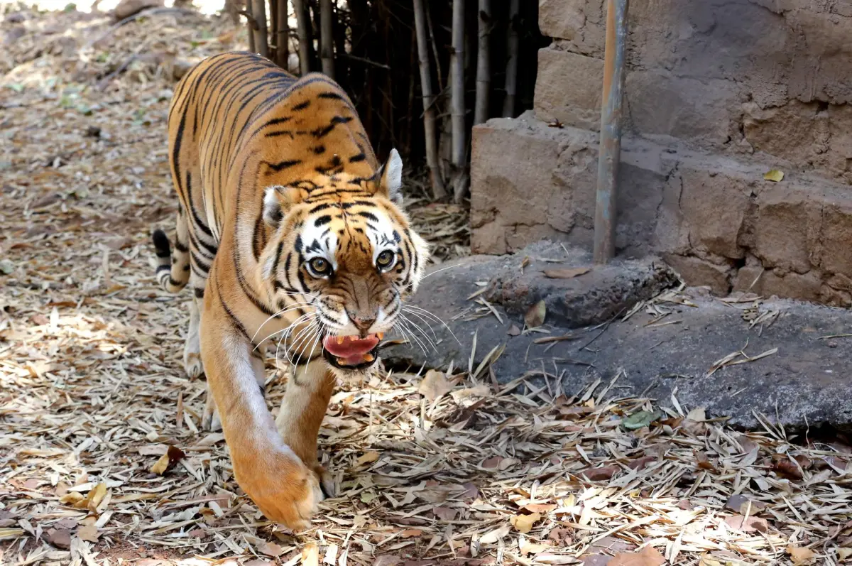 La población de tigres aumenta en la India, donde supera los 3.600 ejemplares