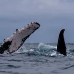 Las ballenas jorobadas causan asombro en el mar de Lima y el sur de Perú