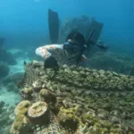 Los peces de la apnea, los aficionados a la inmersión que ayudan a limpiar el mar Caribe