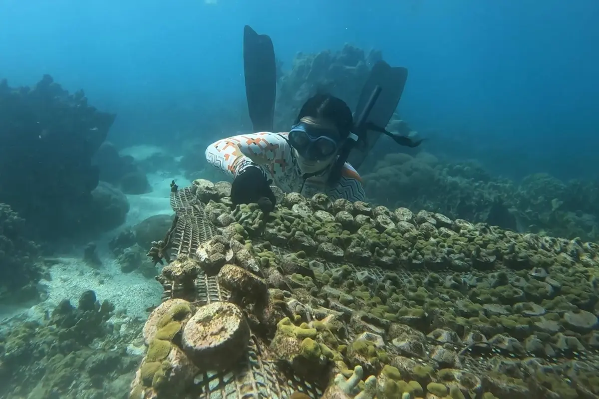 Los peces de la apnea, los aficionados a la inmersión que ayudan a limpiar el mar Caribe