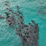 Mueren 51 ballenas piloto tras quedarse varadas en una playa del suroeste de Australia