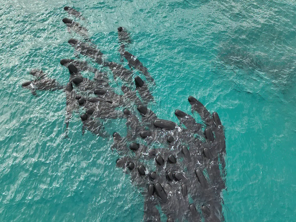 Mueren 51 ballenas piloto tras quedarse varadas en una playa del suroeste de Australia