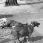 Zeus, el perro que dio su vida por salvar a su amo de un ataque armado en la colonia Exhipódromo Peralvillo, en CDMX