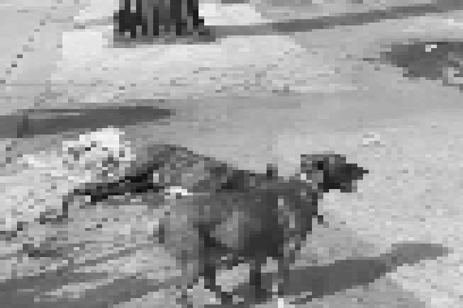 Zeus, el perro que dio su vida por salvar a su amo de un ataque armado en la colonia Exhipódromo Peralvillo, en CDMX
