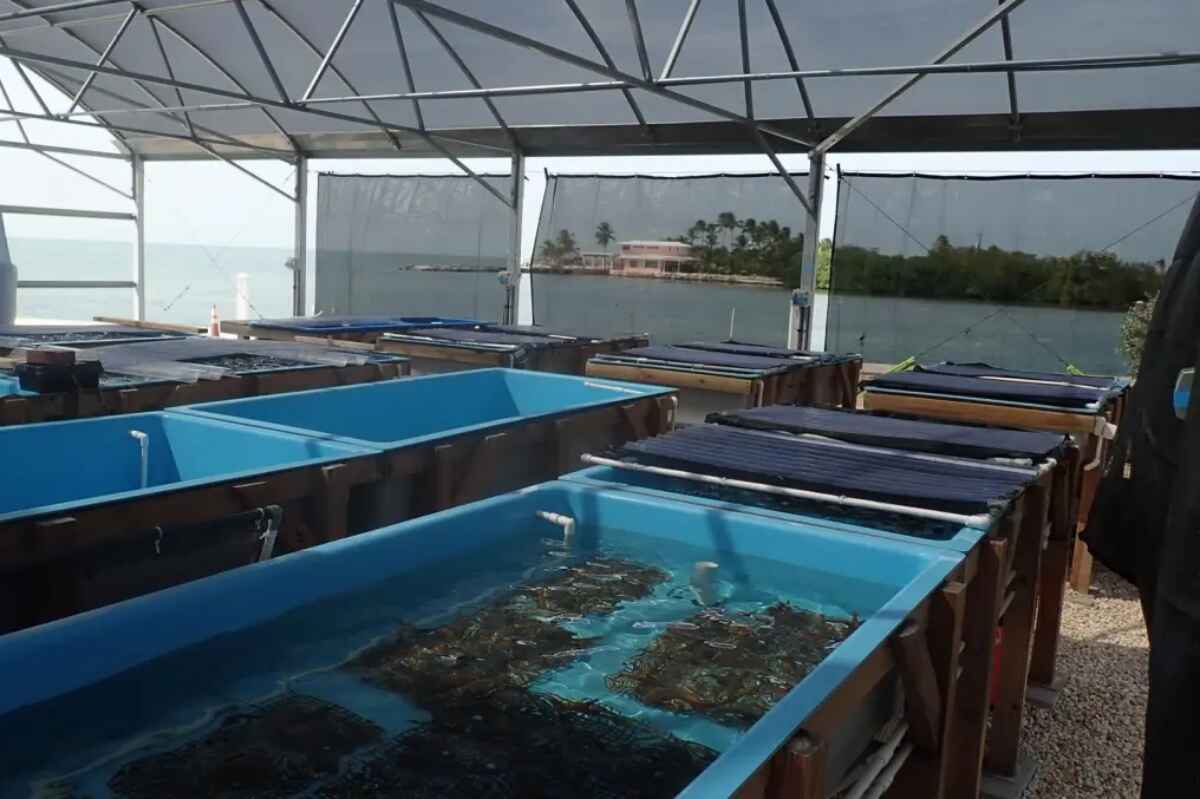 Ponen a resguardo a miles de corales por la subida de temperatura del mar en Florida