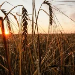 Rusia suspende el acuerdo de exportación de grano a través del mar Negro