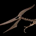 Un pteranodonte de 85 millones de años vendido en subasta por 3,9 millones de dólares
