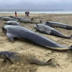 Más de 50 ballenas piloto mueren varadas en Australia