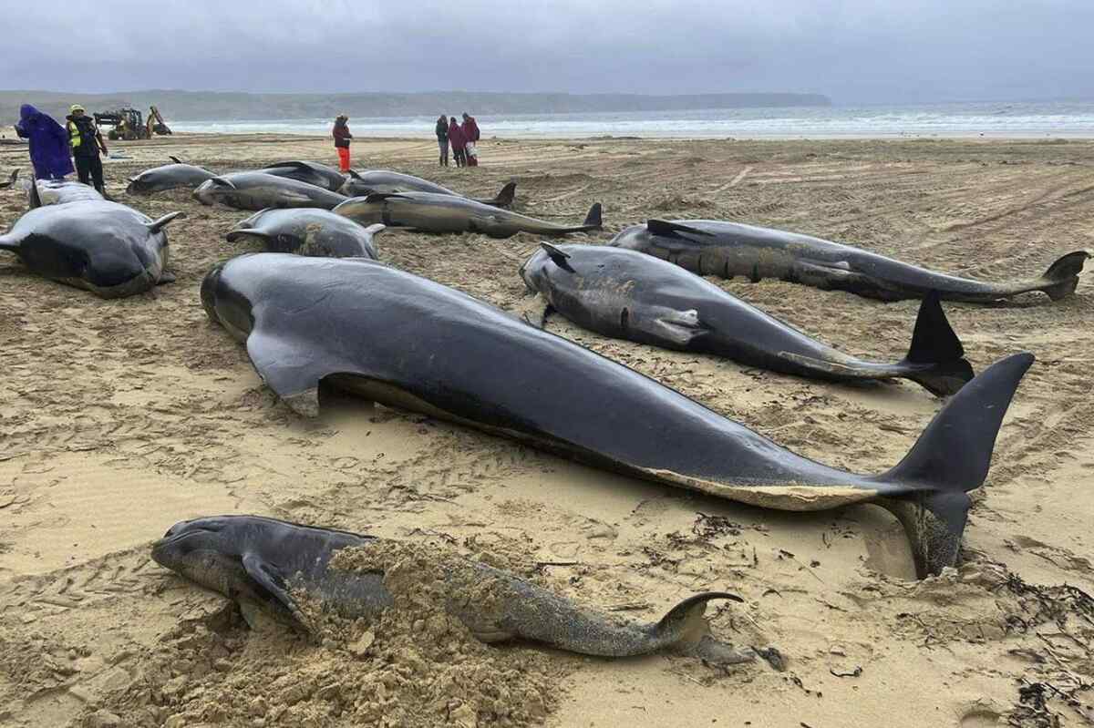 ¿Qué causó la muerte de 51 ballenas piloto en una playa de Australia?