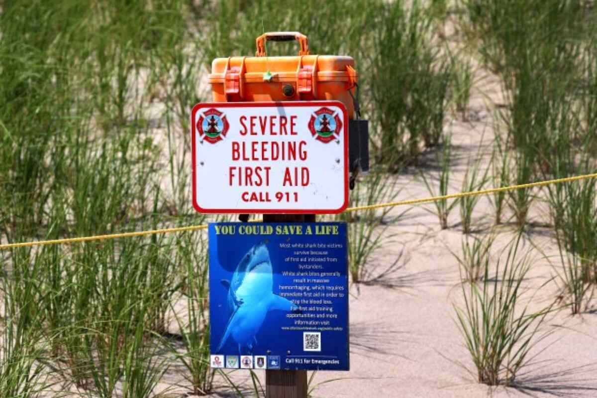 Cape Cod, el hogar de 800 tiburones blancos en el Atlántico Norte