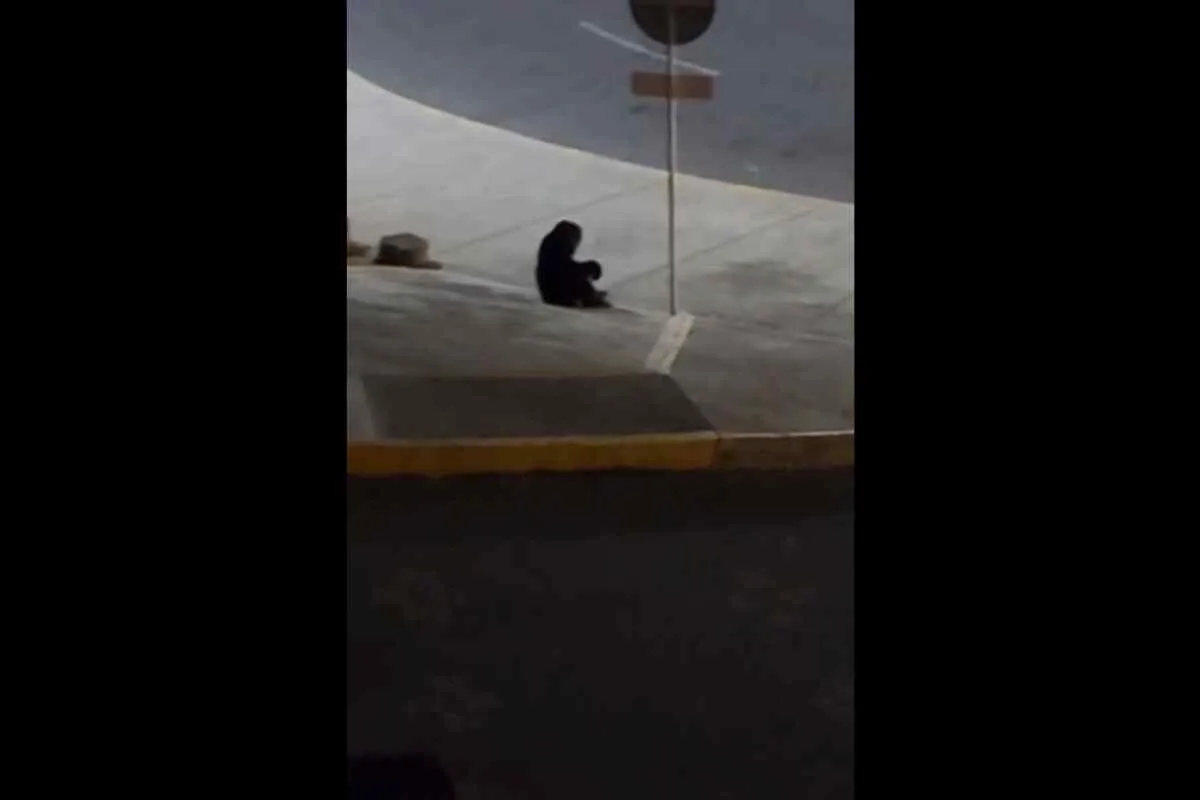 La verdad sobre la muerte de los chimpancés en Pereira: el video que evidencia el disparo que acabó con su vida