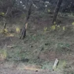Hallan el cadáver de una mujer en el barrio Colinas de Enciso de Medellín