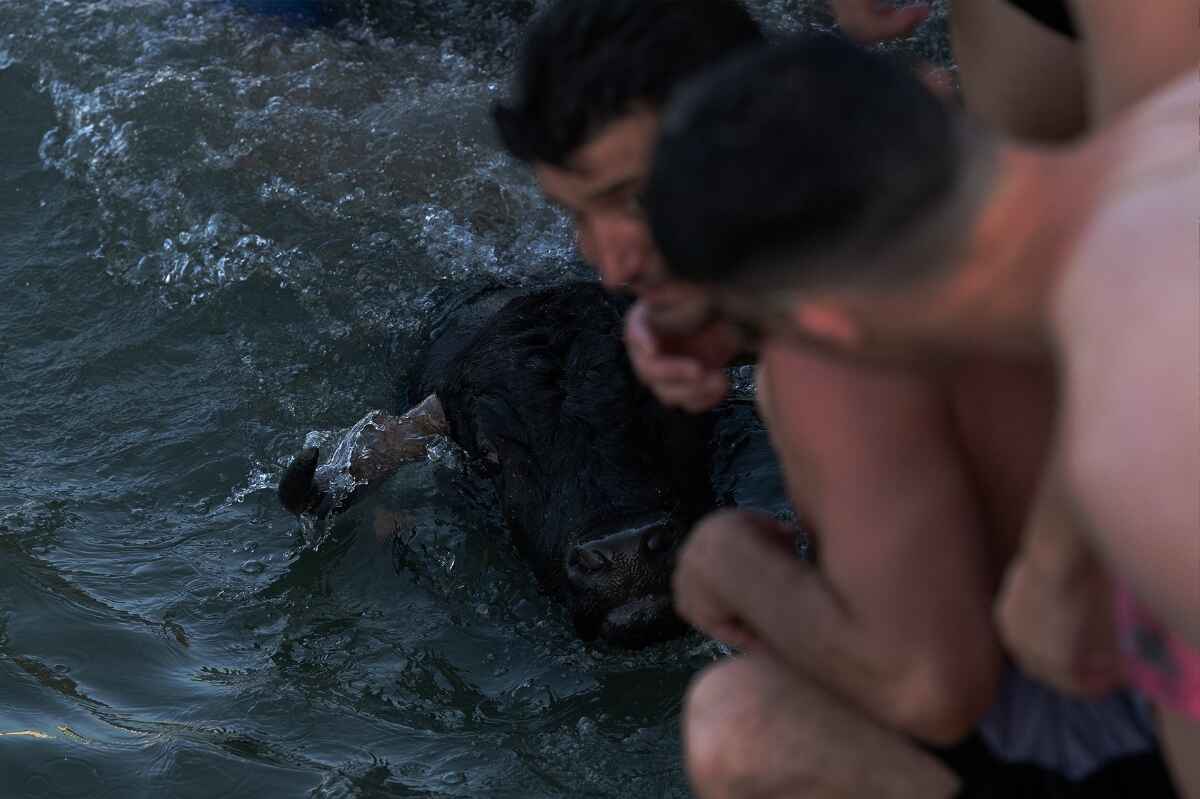 Un toro pierde la vida al caer al agua en los bous a la mar de Denia