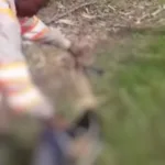 Condena por la muerte de un oso hormiguero a manos de un cortero de caña en El Cerrito,Valle del Cauca, ingenio providencia