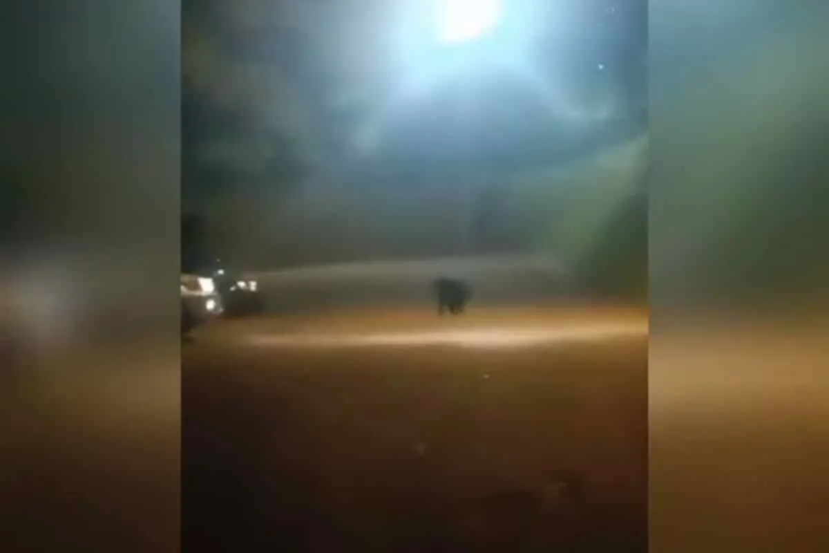 Misterio en el parque Consotá: Muerte de chimpancés del bioparque ukumarí genera interrogantes en Pereira