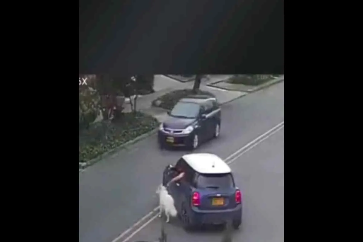 Bogotá: Conductor no quiso "ensuciar" su carro y arrastró a perro con una cadena