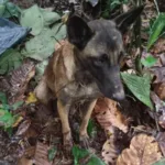 ¿Es este Wilson? Encuentran un perro que podría ser el héroe de la selva