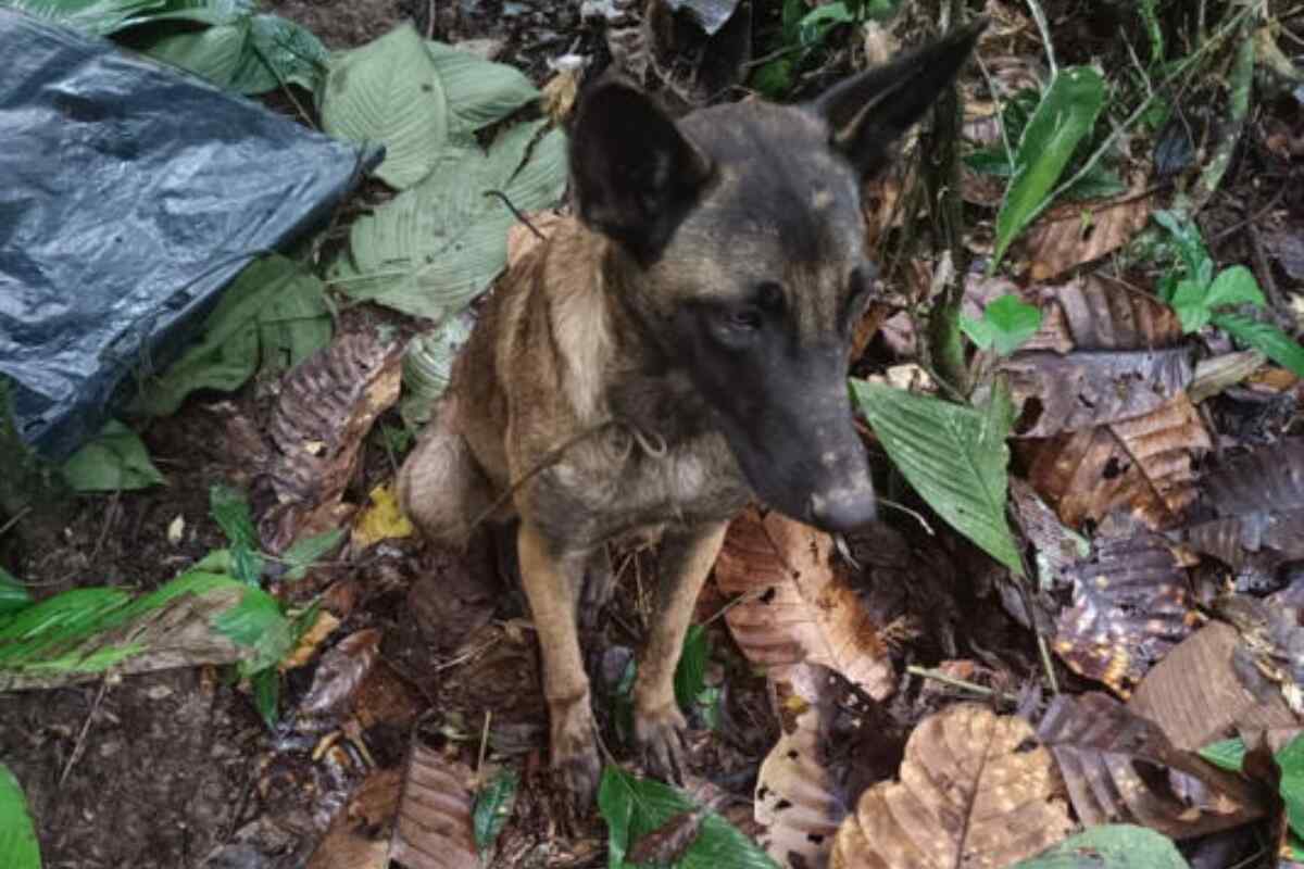 ¿Es este Wilson? Encuentran un perro que podría ser el héroe de la selva