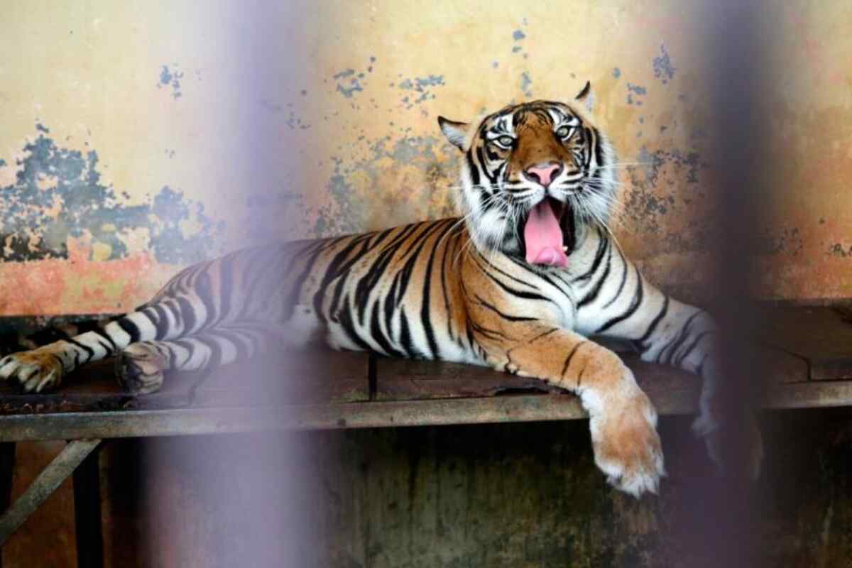 Tigre le arranca parte del cuello a hombre de 72 años que entró a su jaula en zoológico de Los Ángeles-biobio_chile
