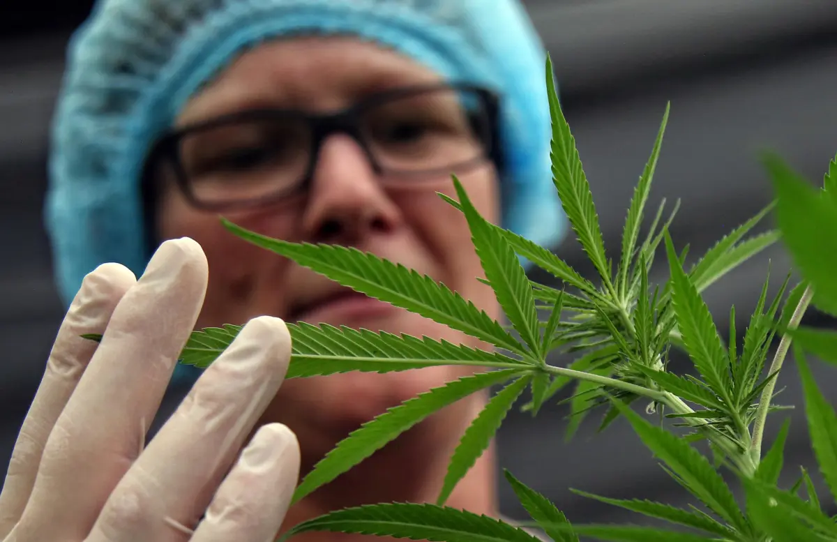 Bahamas presenta su legislación para despenalizar el cannabis con fines médicos y religiosos