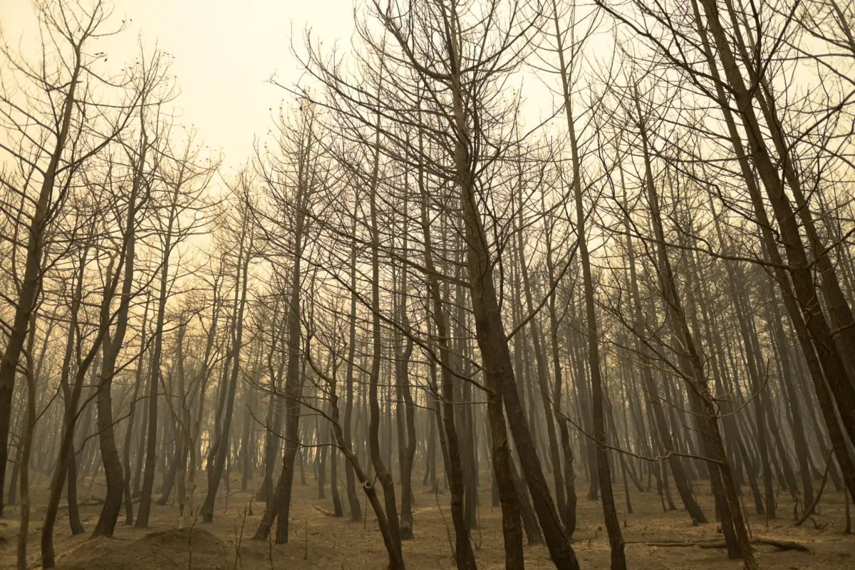Bruselas asegura que el 96% de los incendios en Europa son causados por acciones humanas