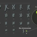 Descifrado el cromosoma Y, la última pieza del genoma humano completo