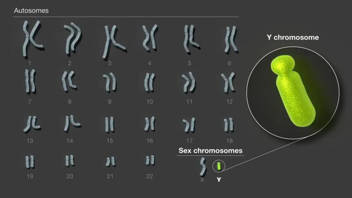 Descifrado el cromosoma Y, la última pieza del genoma humano completo