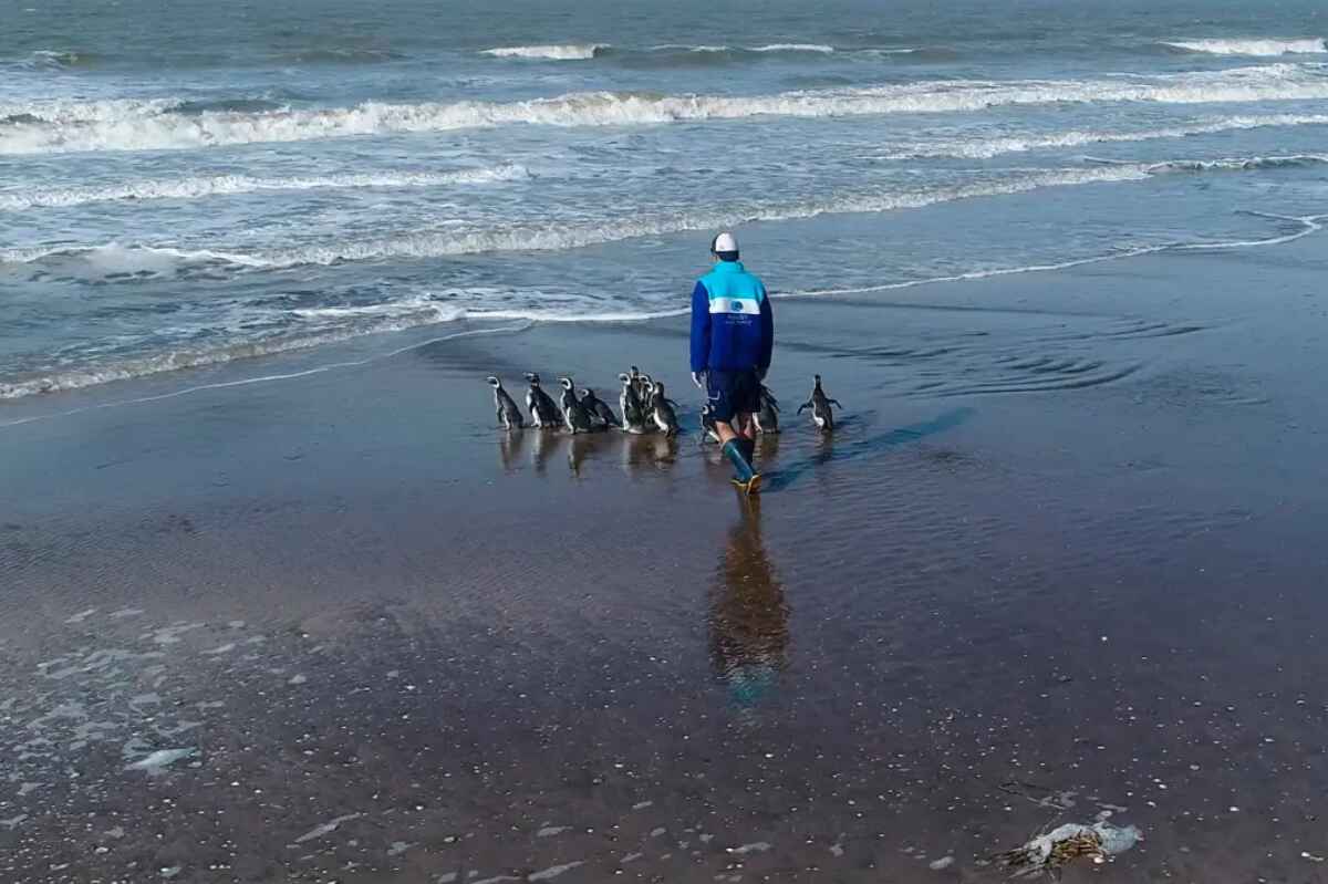 Devuelven 15 pingüinos al océano tras su rehabilitación en Argentina