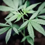 El Gobierno alemán aprueba la legalización controlada del consumo de cannabis