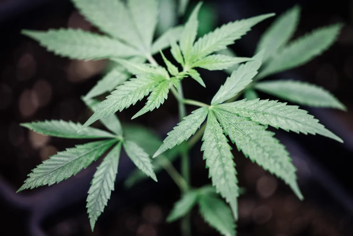 El Gobierno alemán aprueba la legalización controlada del consumo de cannabis